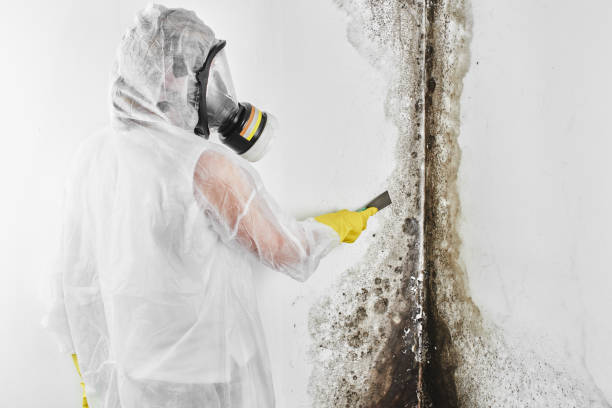 Calwa, CA Mold Removal Company